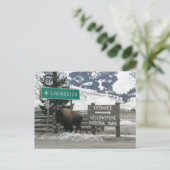 Carte Postale BIson, Entrée Yellowstone, Gardiner, MT (Debout devant)