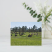 Carte Postale Bison Farm dans l'ouest américain (Debout devant)