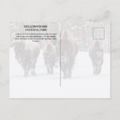 Carte Postale Bison gelé sur une route enneigée, Parc national d (Dos)