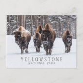 Carte Postale Bison gelé sur une route enneigée, Parc national d (Devant)
