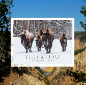 Carte Postale Bison gelé sur une route enneigée, Parc national d