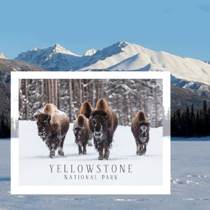 Carte Postale Bison gelé sur une route enneigée, Parc national d