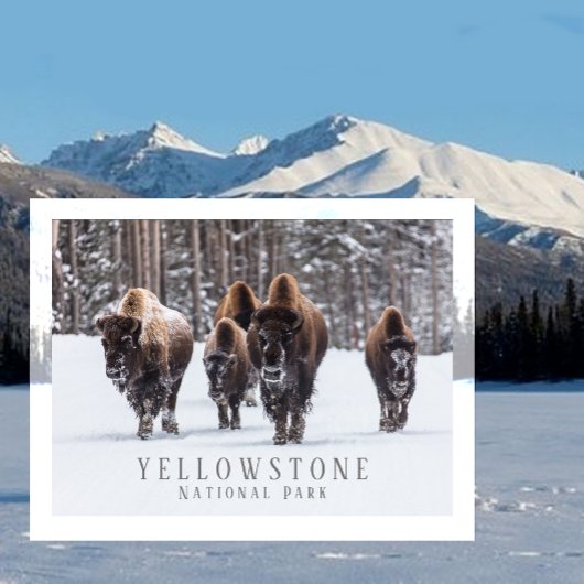 Carte Postale Bison gelé sur une route enneigée, Parc national d