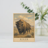 Carte Postale Bison Grandes Plaines VINTAGE (Debout devant)