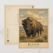 Carte Postale Bison Grandes Plaines VINTAGE (Devant / Derrière)