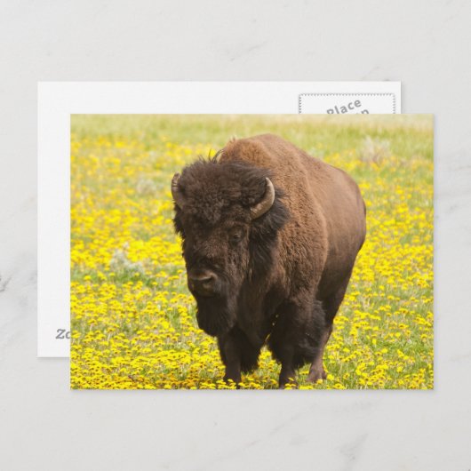 Carte Postale Bison in yellow (Devant / Derrière)