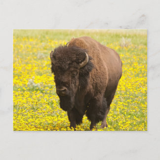 Carte Postale Bison in yellow
