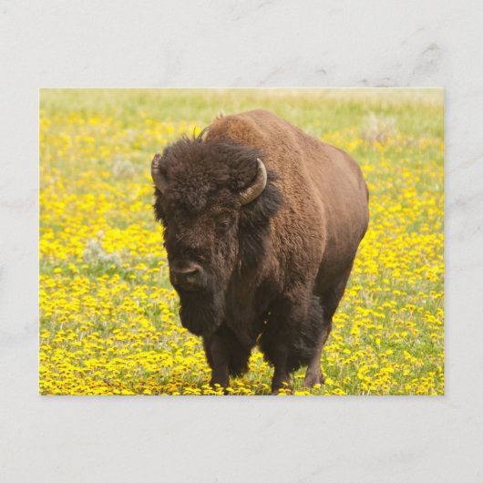 Carte Postale Bison in yellow (Devant)