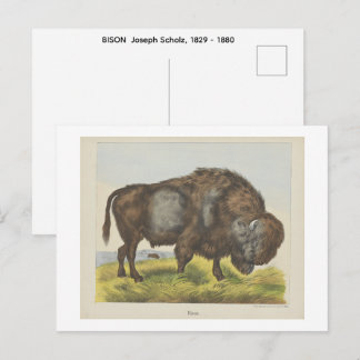 Carte Postale BISON  Joseph Scholz, 1829 - 1880  