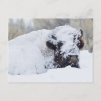 Bison mâle, pelage d'hiver