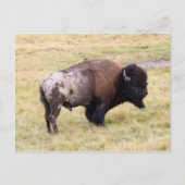 Carte Postale Bison mâle poussiéreux dans le parc national de Ye (Devant)