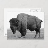 Carte Postale Bison noir et blanc / Buffle (Devant / Derrière)