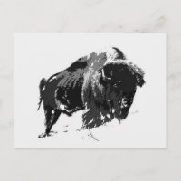 Bison noir et blanc / Buffle