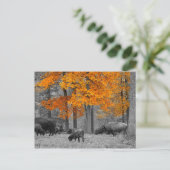 Carte Postale Bison orange (Debout devant)