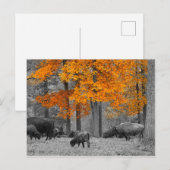 Carte Postale Bison orange (Devant / Derrière)