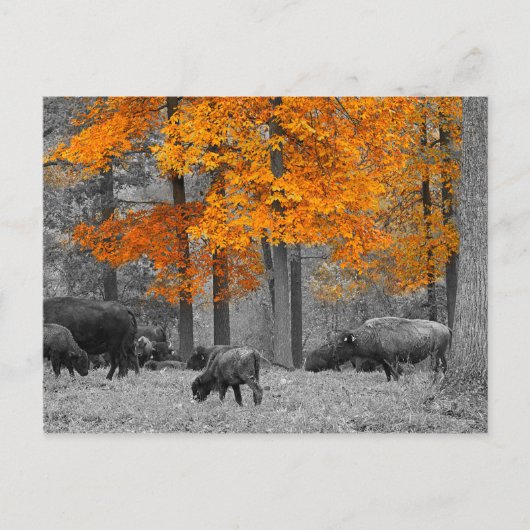 Carte Postale Bison orange (Devant)