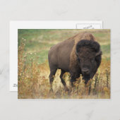 Carte Postale Bison photo (Devant / Derrière)