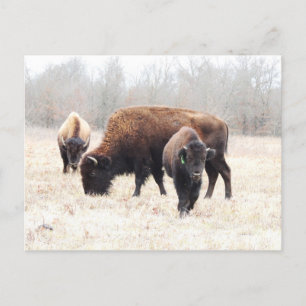 Carte Postale Bison Prairie
