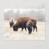 Carte Postale Bison Prairie (Devant)
