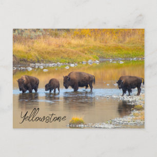 Carte Postale Bison River Crossing Parc national de Yellowstone