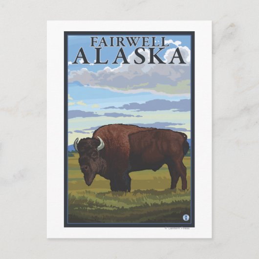 Carte Postale Bison Scene - Fairwell, Alaska (Devant)