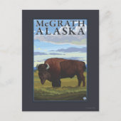 Carte Postale Bison Scene - McGrath, Alaska (Devant)