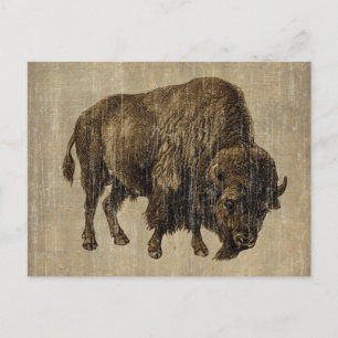 Carte Postale Bison vintage