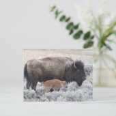 Carte Postale Bisonne et veau, Yellowstone (Debout devant)