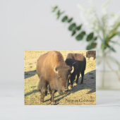 Carte Postale Bisons dans le Colorado (Debout devant)