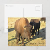 Carte Postale Bisons dans le Colorado (Devant / Derrière)