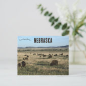 Carte Postale Bisons dans le Nebraska (Debout devant)