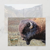 Carte Postale Bisons du Parc national de Yellowstone (Devant / Derrière)