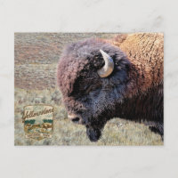 Bisons du Parc national de Yellowstone