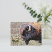 Carte Postale Bisons du Parc national de Yellowstone (Debout devant)