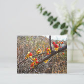 Carte Postale Bitsweet Vine Berries Produits (Debout devant)