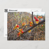 Carte Postale Bitsweet Vine Berries Produits (Devant / Derrière)