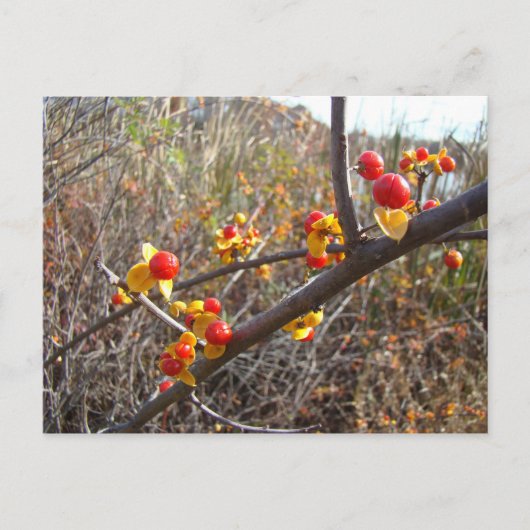 Carte Postale Bitsweet Vine Berries Produits (Devant)