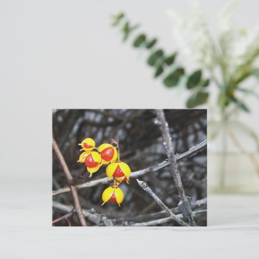 Carte Postale Bittersweet (Debout devant)