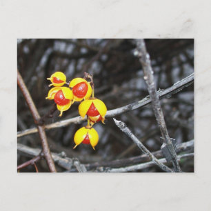 Carte Postale Bittersweet