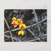 Carte Postale Bittersweet (Devant)