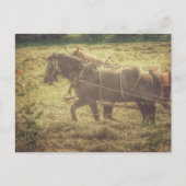 Carte Postale Black and Sorrel Amish Horses Mowing Hay (Devant)