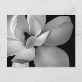 Carte Postale black and white flower-7256-hd-wallpapers.jpg