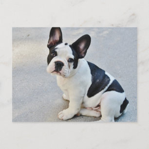 Carte Postale Black and White French Bulldog