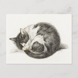 Carte Postale Black and white pencil drawing of a sleepcat