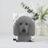 Carte Postale Black and White Poodle Face Puppy Eyes (Debout devant)