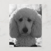 Carte Postale Black and White Poodle Face Puppy Eyes (Devant)