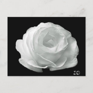 Carte Postale Black And White Rose