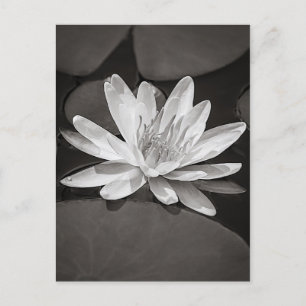 Carte Postale Black and White Water Lily