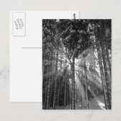 Carte Postale Black and White Winter Wonderland (Devant / Derrière)