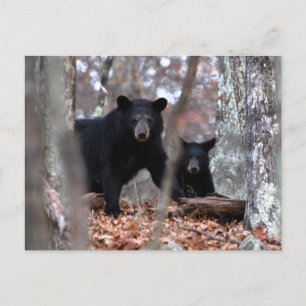 Carte postale Black Bear and Cub